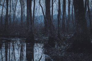 Trees and swamp